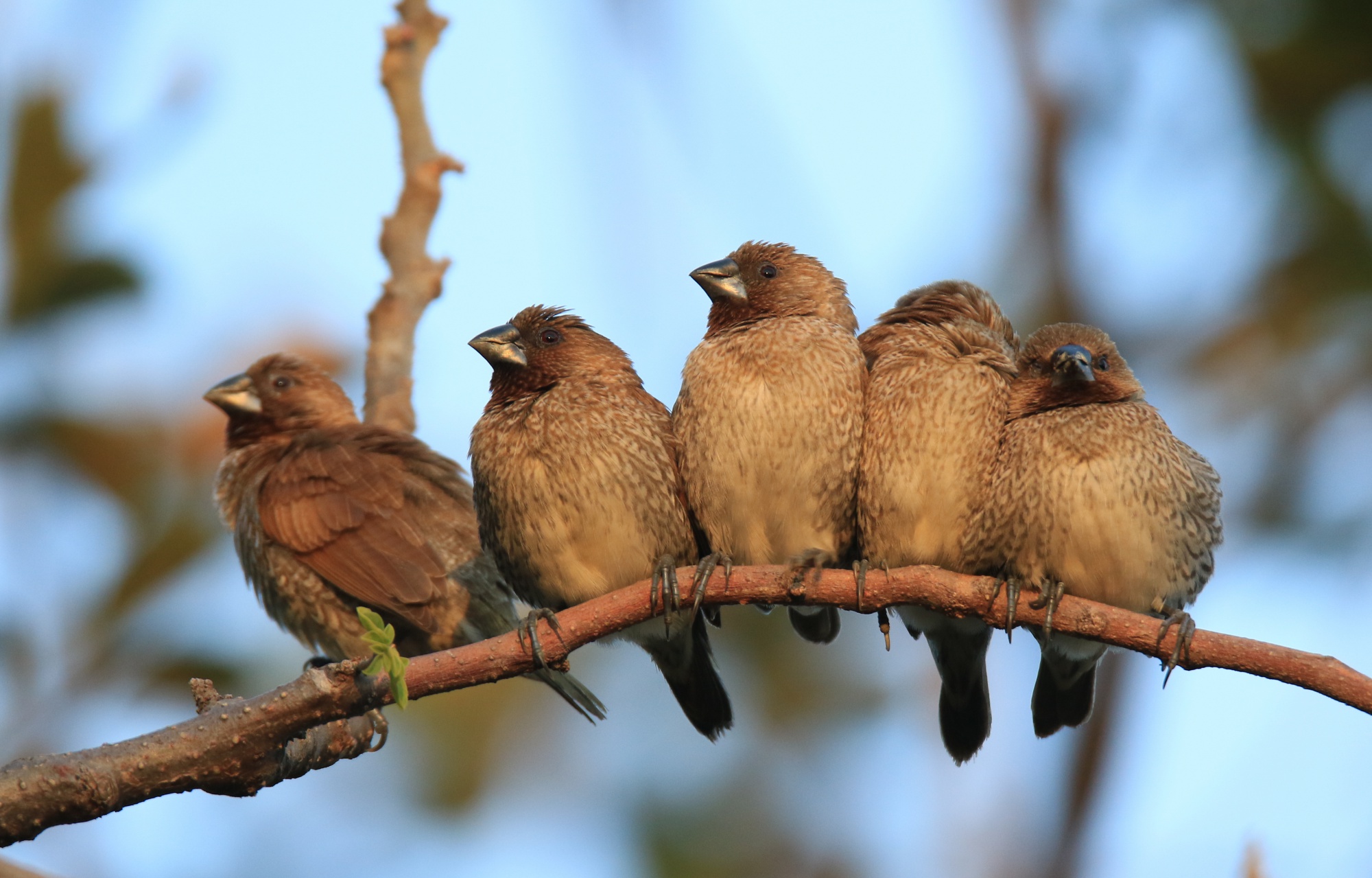 社團法人中華民國野鳥學會