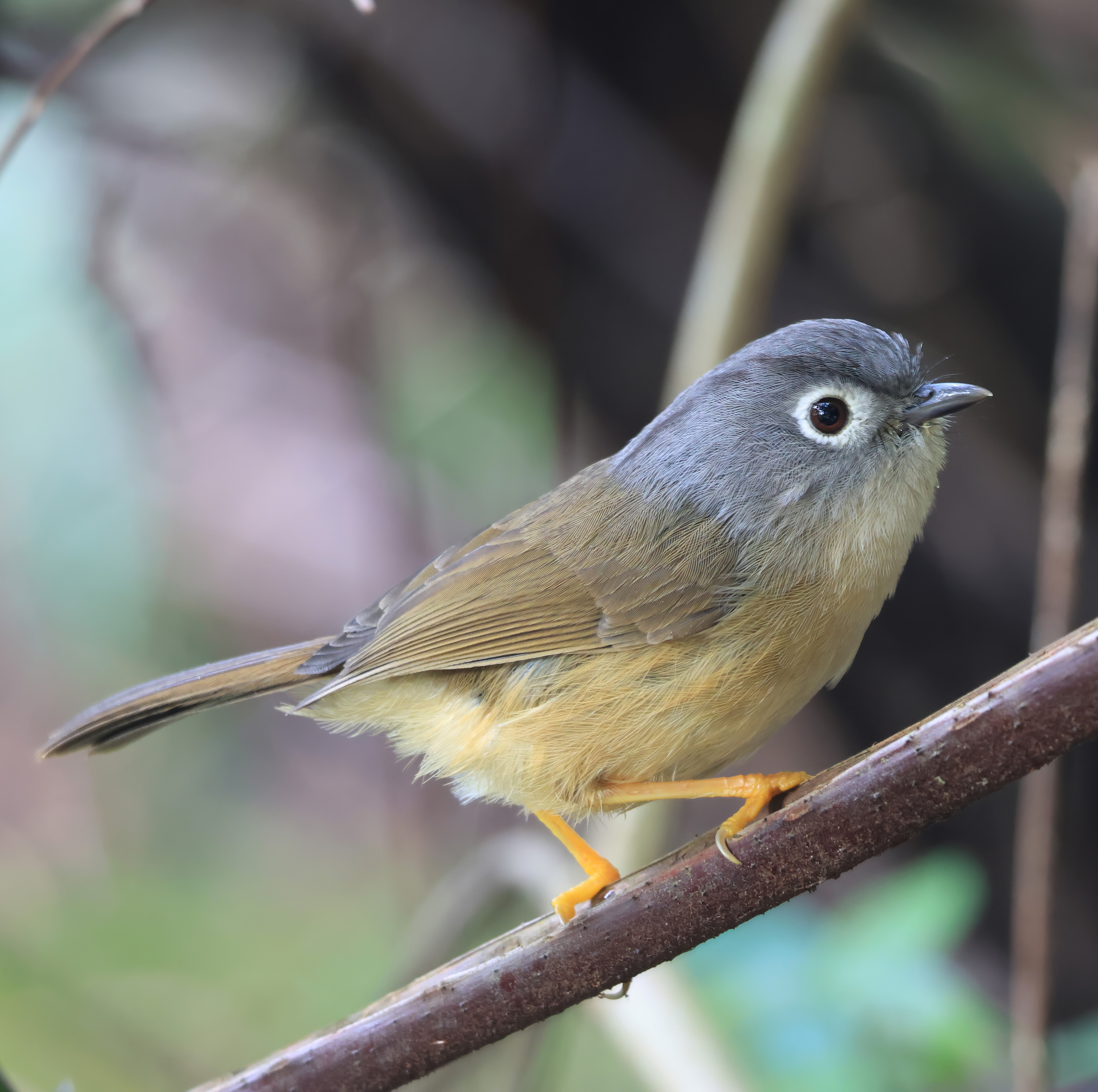 Soaring on the Wings of Giants—35 Years of the Taiwan Wild Bird ...