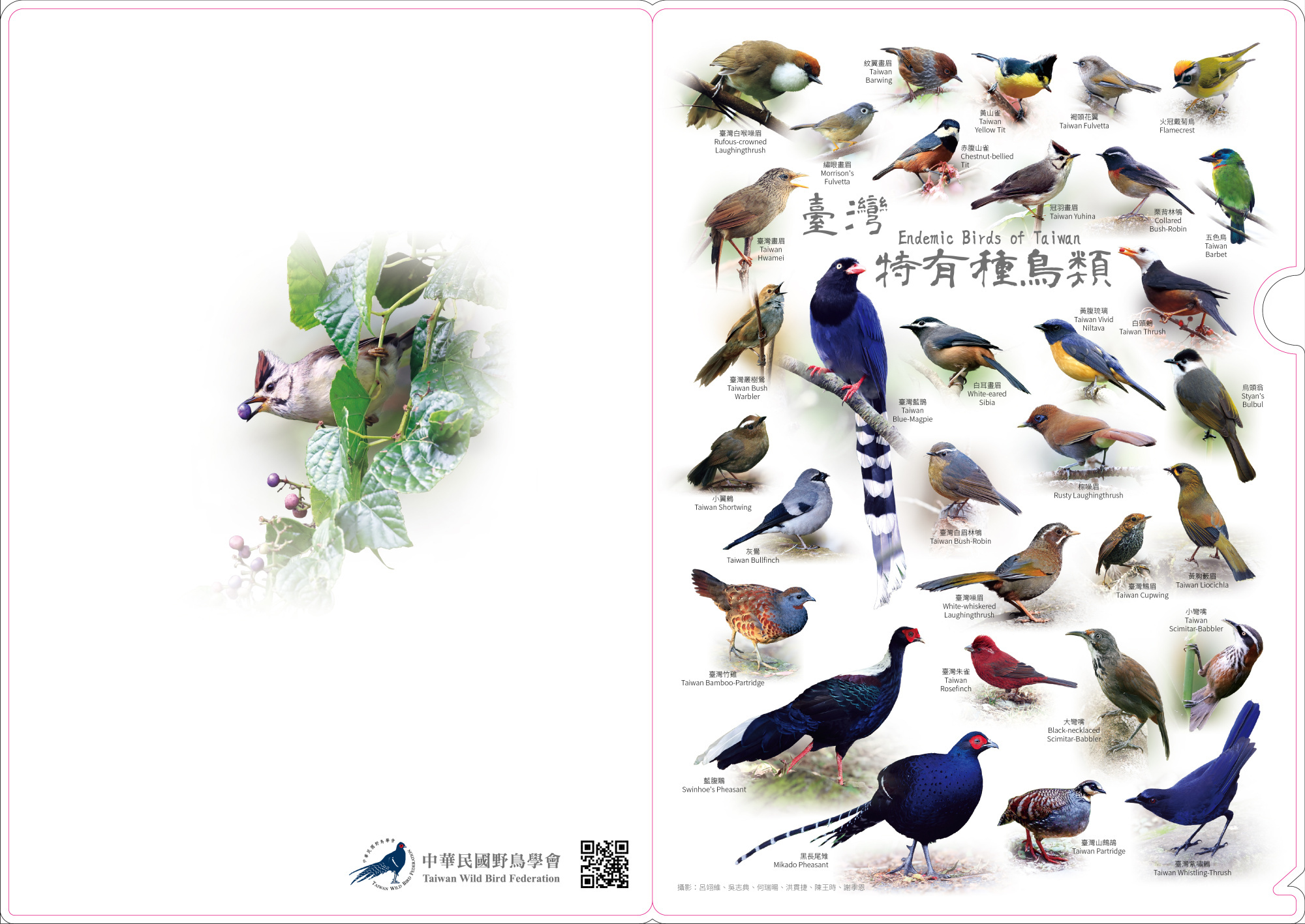 特有種鳥類 L夾